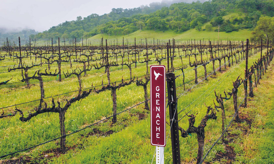 グルナッシュ<br>カリフォルニアワインの変遷と共に進化した偉大なるヴァラエタル！